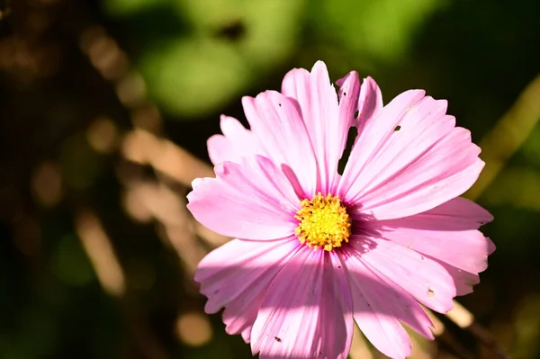 花园中美丽的粉红色花朵的特写 — 图库照片