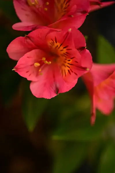 Вид Вблизи Красивых Розовых Цветов Саду — стоковое фото