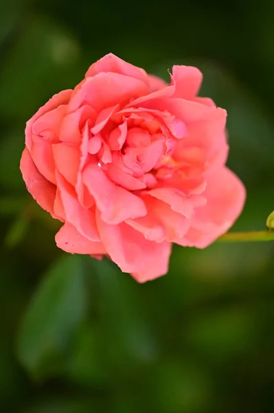 Красива Рожева Троянда Росте Саду Влітку — стокове фото