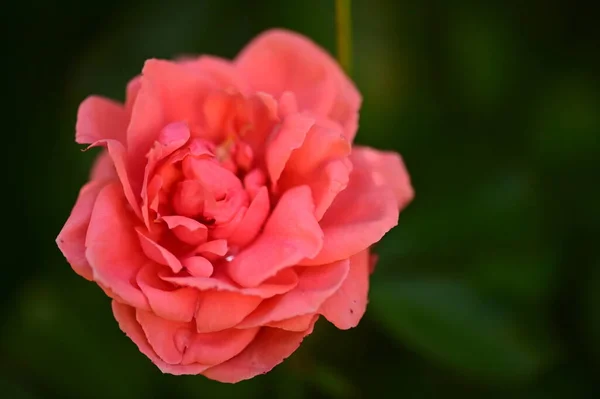 Mooie Roze Roos Groeien Tuin Zomer — Stockfoto