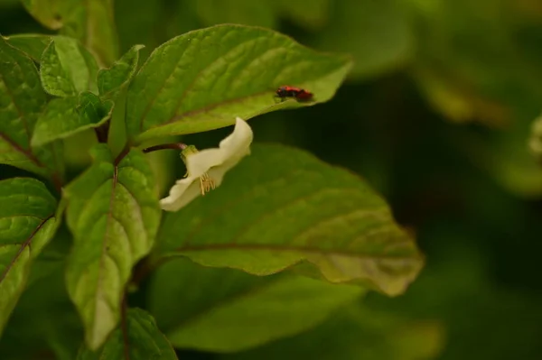 Bir Bitkinin Yeşil Yaprağına Yaklaş — Stok fotoğraf