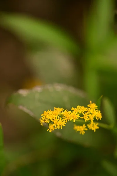 Vista Cerca Hermosas Flores Amarillas Jardín — Foto de Stock