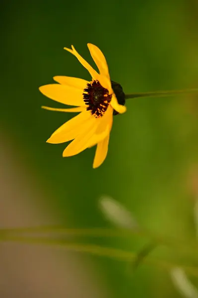 Close View Beautiful Yellow Flowers Garden — Stock Photo, Image