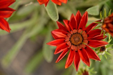 closeup view of beautiful red flowers in the garden