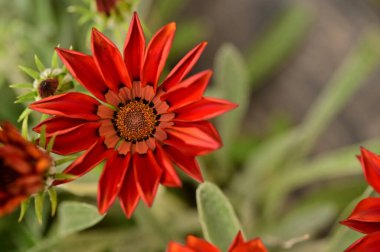 closeup view of beautiful red flowers in the garden