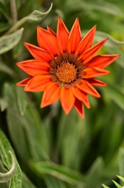 closeup view of beautiful red flowers in the garden