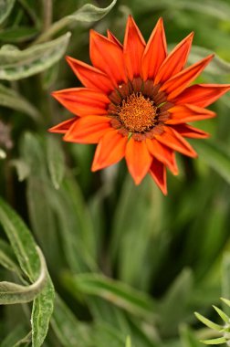 closeup view of beautiful red flowers in the garden