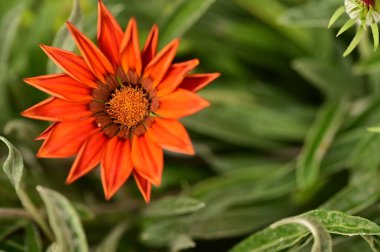 closeup view of beautiful red flowers in the garden