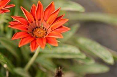 closeup view of beautiful red flowers in the garden