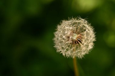 Güzel beyaz tüylü karahindiba, yakın görüş