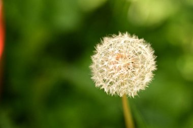 Güzel beyaz tüylü karahindiba, yakın görüş