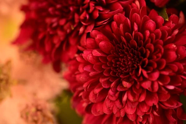 Красивые Цветы Букете Закрыть — стоковое фото