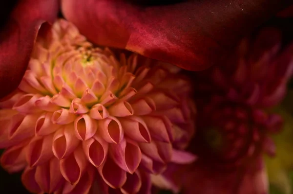 Schöne Blumen Strauß Nahaufnahme — Stockfoto