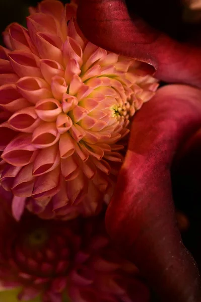花束中的美丽花朵 — 图库照片