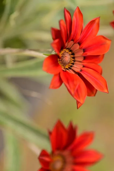 Closeup View Beautiful Red Flowers Garden — Photo