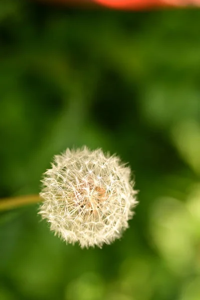 Beautiful White Fluffy Dandelion Close View — Stock Photo, Image