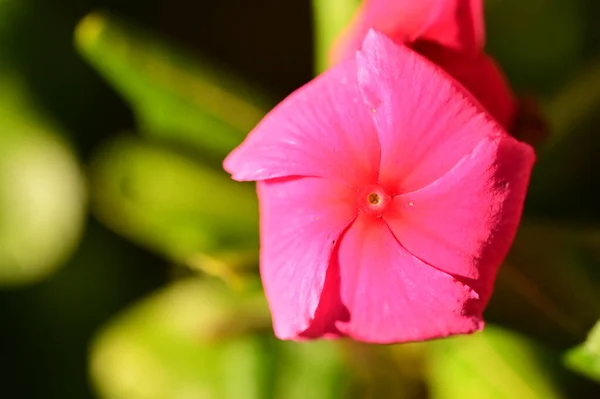 庭の綺麗なピンクの花を間近で見ることができ — ストック写真