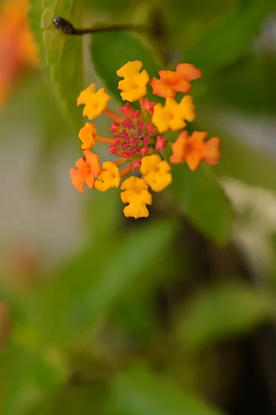 Nahaufnahme Von Schönen Winzigen Blumen Garten — Stockfoto