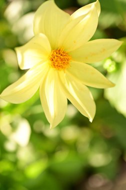 Bahçedeki güzel sarı çiçekleri kapat.