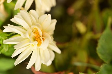 Bahçedeki güzel beyaz çiçekleri kapat.