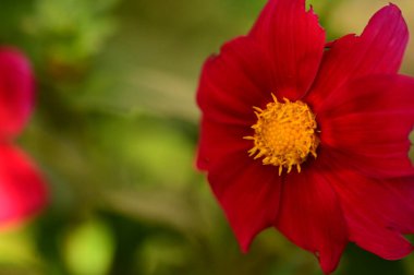 closeup view of beautiful red flowers in the garden