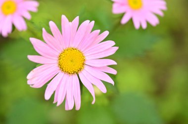 Bahçedeki güzel pembe çiçeklerin yakın görüntüsü.