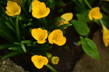 Bahçedeki güzel sarı çiçekleri kapat.