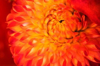 Güzel parlak çiçek, kapat 