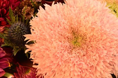 Güzel Krizantem Çiçekler yakın çekim