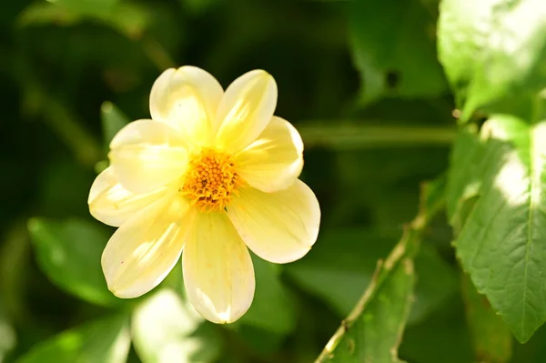 Vue Rapprochée Belles Fleurs Jaunes Dans Jardin — Photo