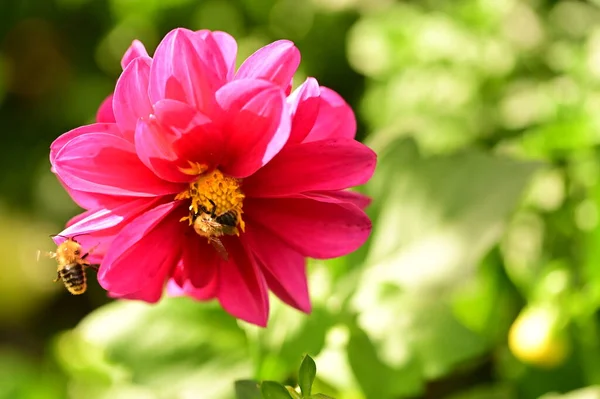Крупным Планом Вид Пчел Сидящих Розовом Цветке Саду — стоковое фото