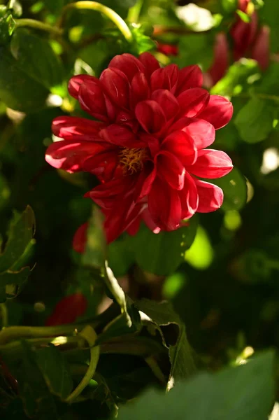 Closeup View Beautiful Red Flowers Garden — ストック写真
