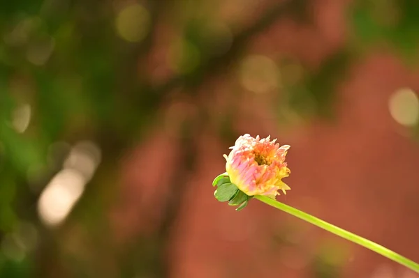 Belas Flores Cor Rosa Amarela Crescendo Jardim — Fotografia de Stock