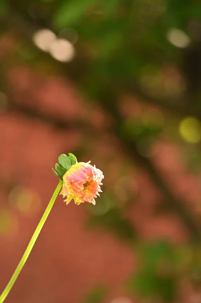 Mooie Roze Geel Gekleurde Bloemen Groeien Tuin — Stockfoto