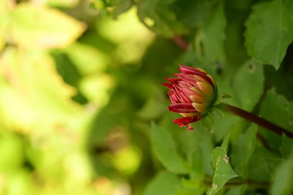 Closeup View Beautiful Red Flowers Garden — Stock Fotó