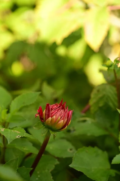 Closeup View Beautiful Red Flowers Garden — 图库照片