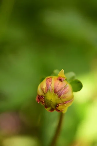 Όμορφα Ροζ Και Κίτρινα Χρωματιστά Λουλούδια Που Αναπτύσσονται Στον Κήπο — Φωτογραφία Αρχείου