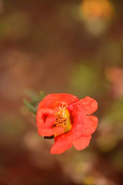 Vista Perto Belas Flores Vermelhas Jardim — Fotografia de Stock