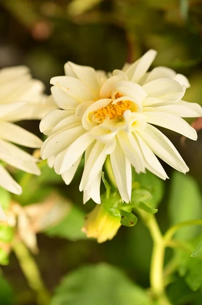 Vue Rapprochée Belles Fleurs Blanches Dans Jardin — Photo