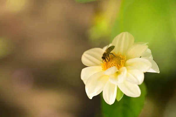 在花园里蜜蜂坐在白花上的近景 — 图库照片