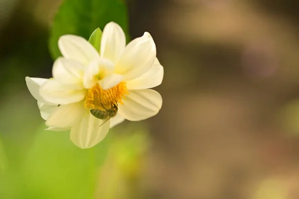 Κοντινή Προβολή Της Μέλισσας Κάθεται Λευκό Λουλούδι Στον Κήπο — Φωτογραφία Αρχείου
