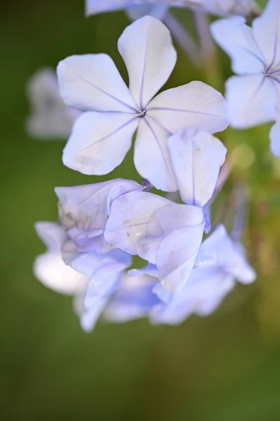 Closeup View Beautiful Blue Flowers Garden — Foto de Stock