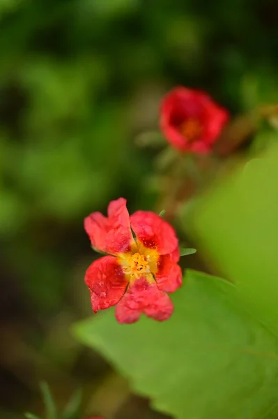 Closeup View Beautiful Red Flowers Garden — Foto de Stock