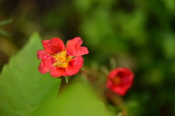 Closeup View Beautiful Red Flowers Garden — Stock Photo, Image