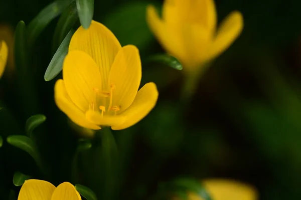 Κοντινή Θέα Των Όμορφων Κίτρινων Λουλουδιών Στον Κήπο — Φωτογραφία Αρχείου