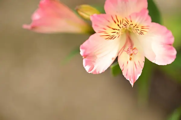 庭の綺麗なピンクの花を間近で見ることができ — ストック写真