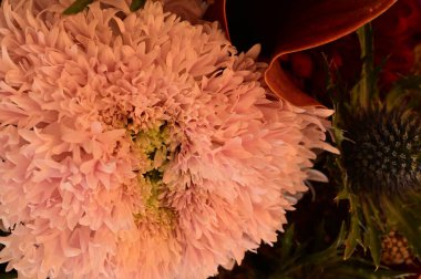 Güzel kasımpatı buketinin yakın görüntüsü