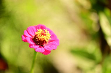 Bahçedeki güzel pembe çiçeklerin yakın görüntüsü.