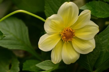 Bahçedeki güzel sarı çiçekleri kapat.