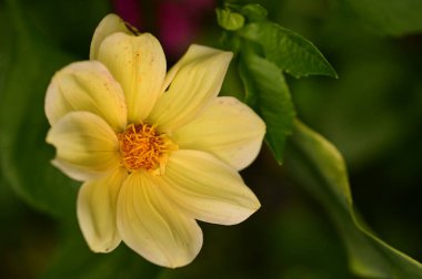 Bahçedeki güzel sarı çiçekleri kapat.